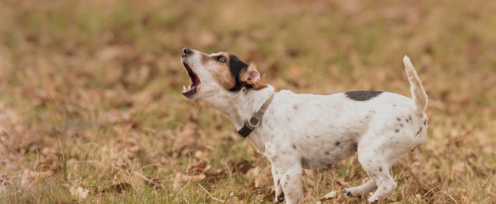 A small dog barking aggressively in a field, the behavior that precedes many dog bites