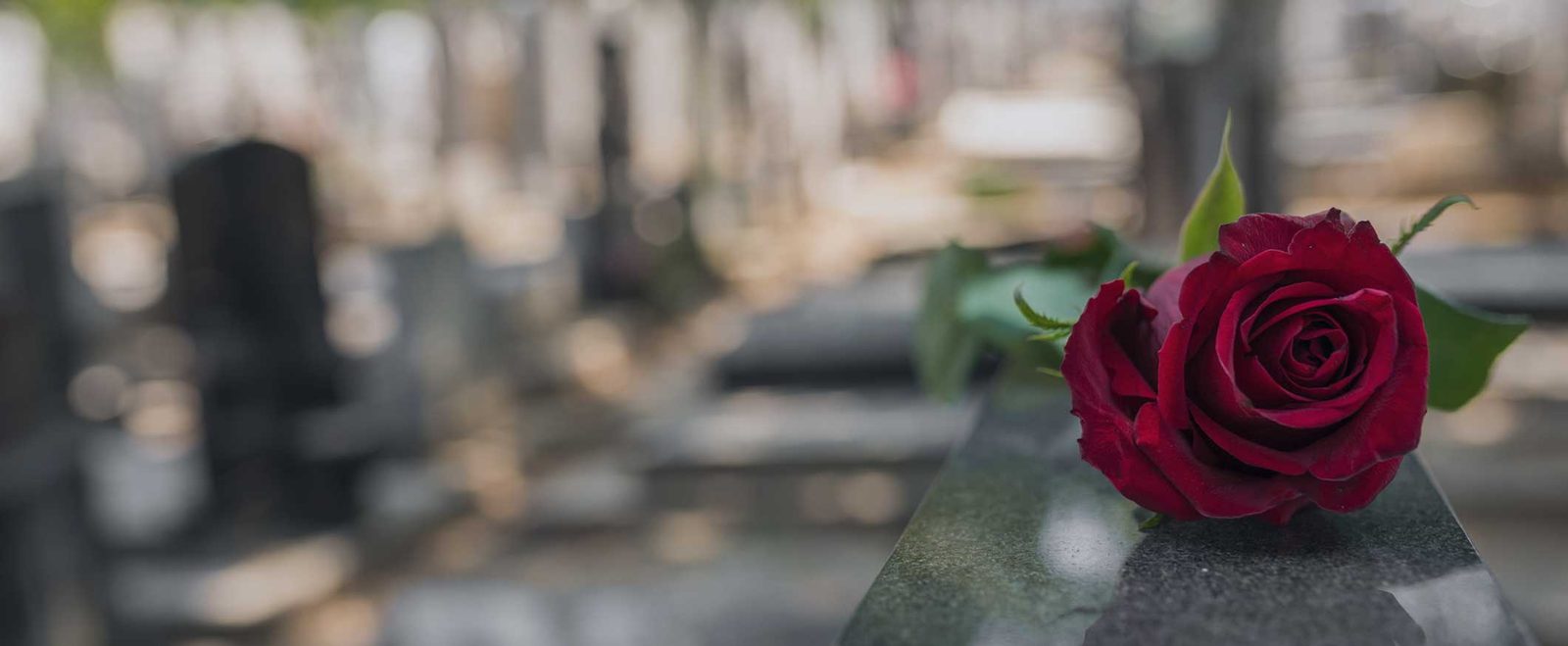 A single red rose resting on a gravestone after a wrongful death